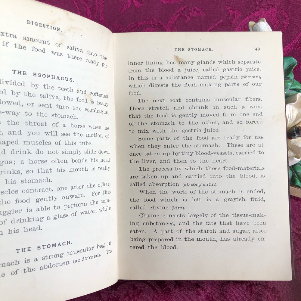 1888 Antique Book: Physiology for Young People Adapted to Intermediate Classes - Picture 6 of 10